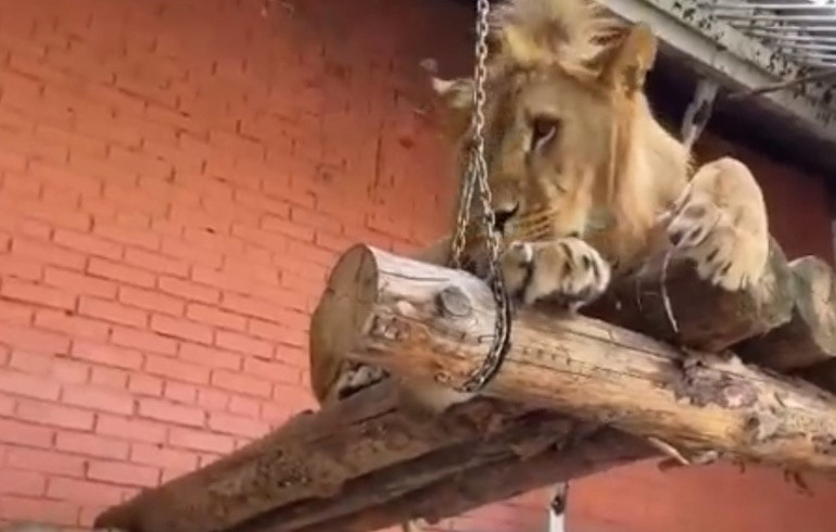 Лев Север-Алай из челябинского зоопарка нашёл «холостяцкую берлогу», чтобы прятаться от невесты