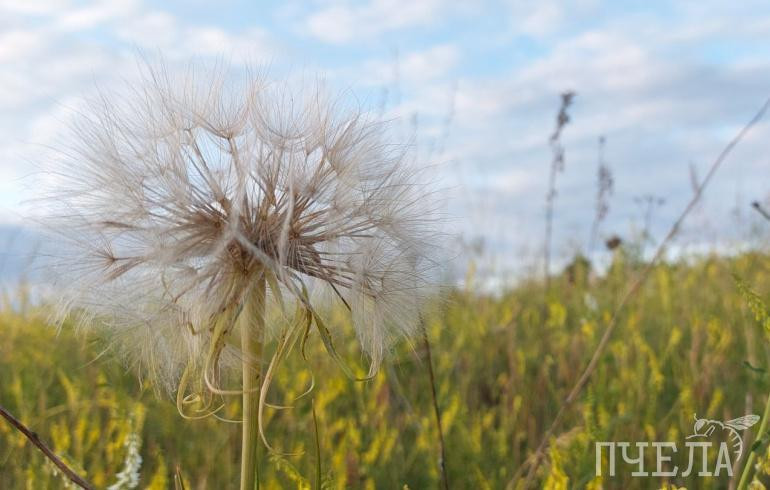 Стало известно, когда в Челябинской области потеплеет хотя бы до +19 градусов