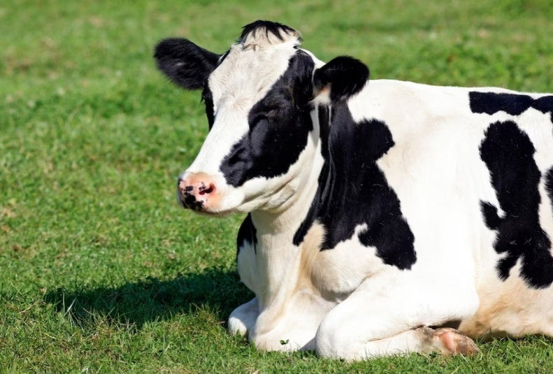 Лейкоз, ящур, африканская чума свиней: как ЕАО удается избегать вспышек заболеваний у сельхозживотных