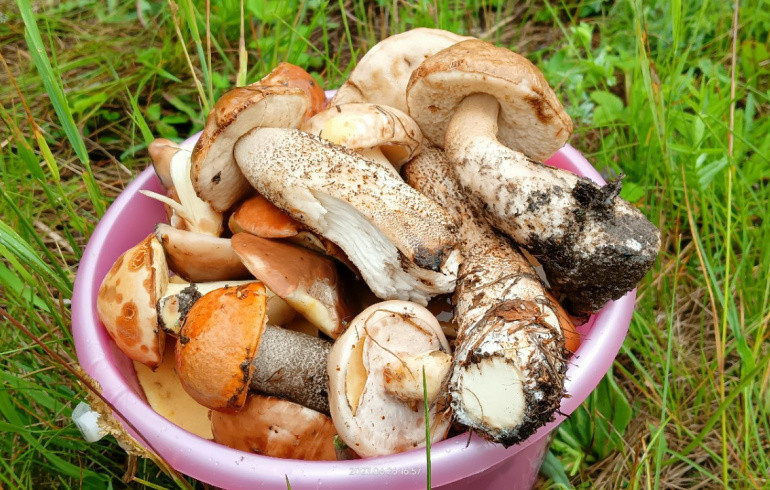 Южноуральцы вёдрами понесли из лесов белые грибы