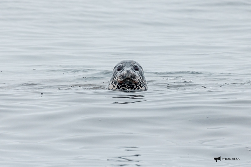 Минприроды Приморья определило, кто представит регион на Международном симпозиуме