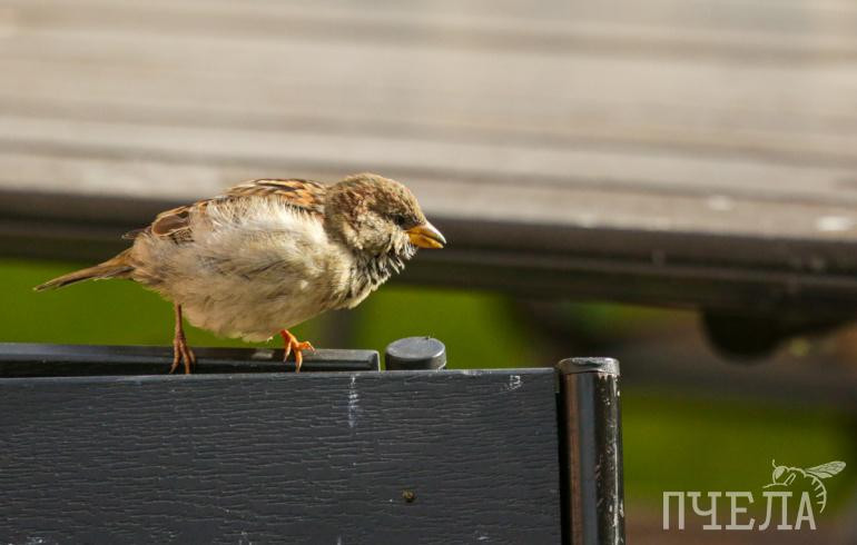 На Южном Урале в среду потеплеет до +25 градусов