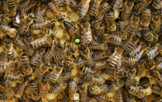 Многоквартирный дом в Екатеринбурге превратился в огромный улей