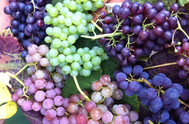 Назван самый полезный сорт винограда