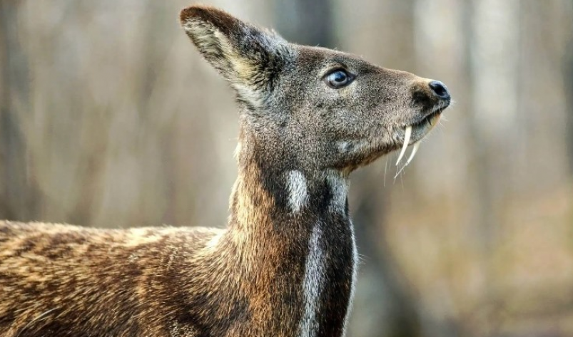 В Приморье контрабандистов взяли за железы кабарги