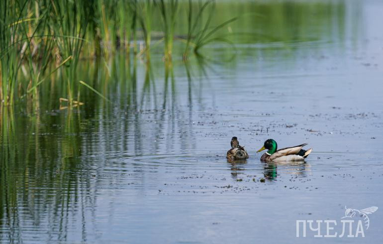 В Челябинскую область идёт жара до +31 градуса, но возможны грозы