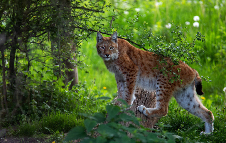 На Южном Урале студент спасся от нападения рыси с помощью лопаты