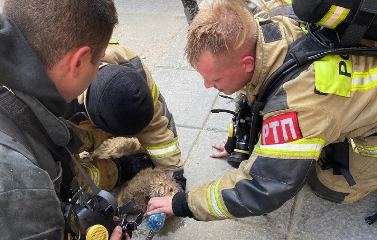 На Южном Урале в сгоревшей из-за стеклянных банок квартире нашли полуживого кота