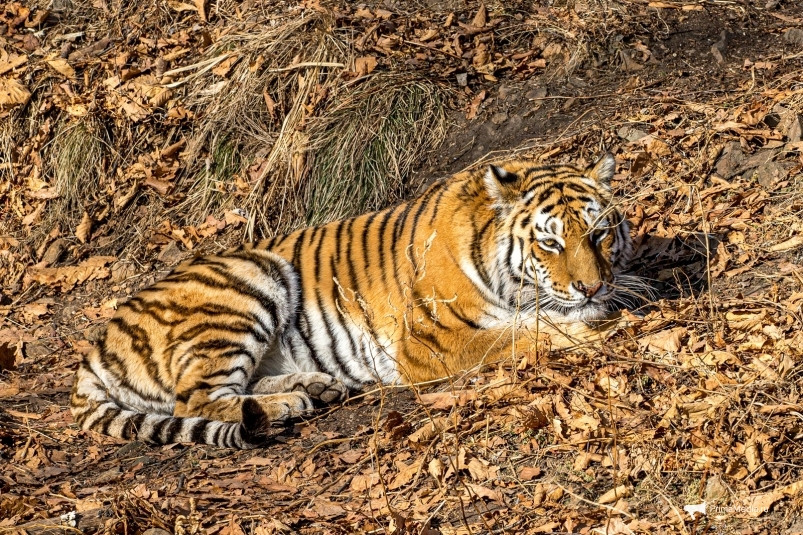 Травмированного тигра из Хабаровского края привезли на реабилитацию в Приморье