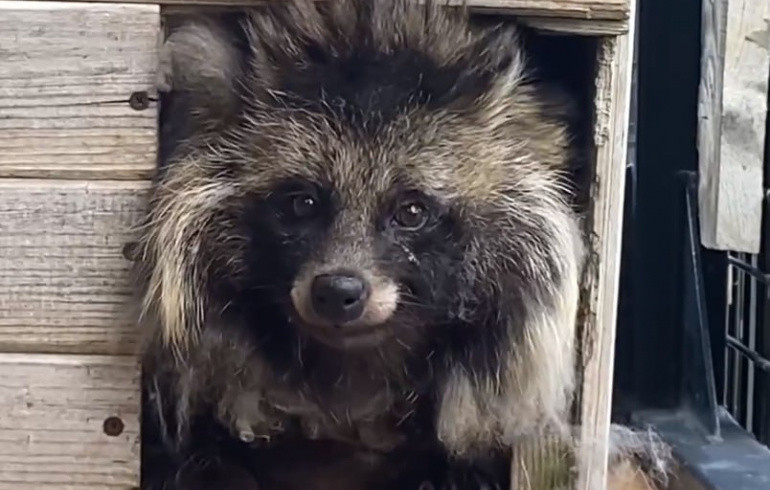 В челябинском зоопарке «поймали» редкого зверя-интроверта