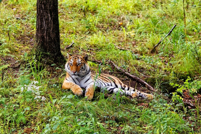 “Тигры научились жить рядом с человеком, а люди с тиграми – не совсем” – Светлана Сутырина