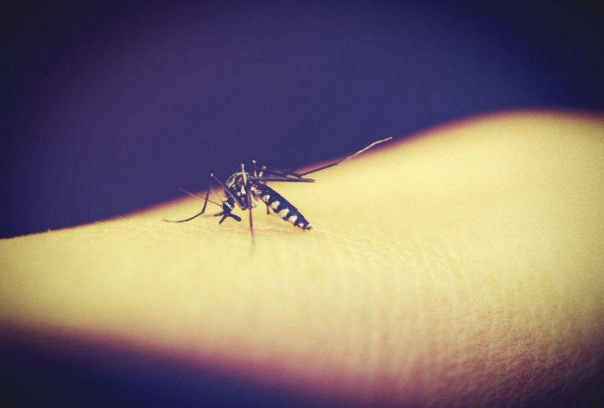 Ученые из Замбии определили запахи для отпугивания комаров