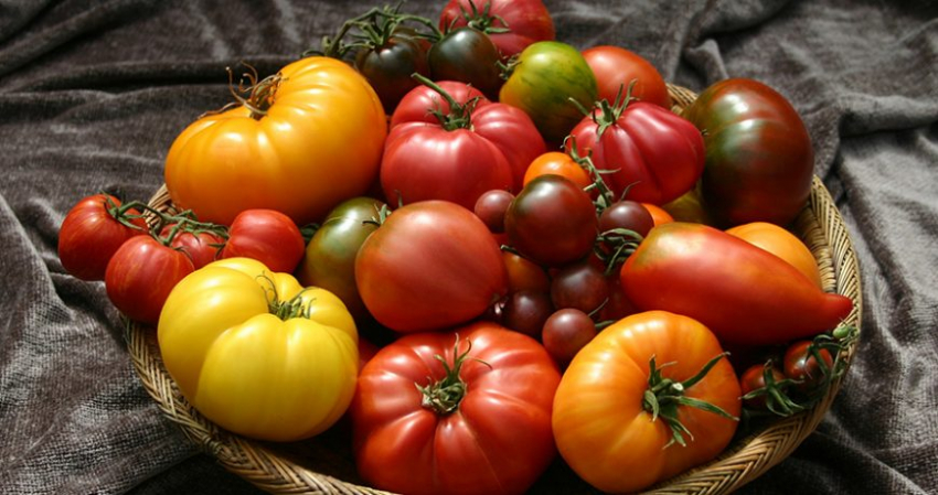 Как вырастить гигантские и сладкие помидоры: раскрыт секрет