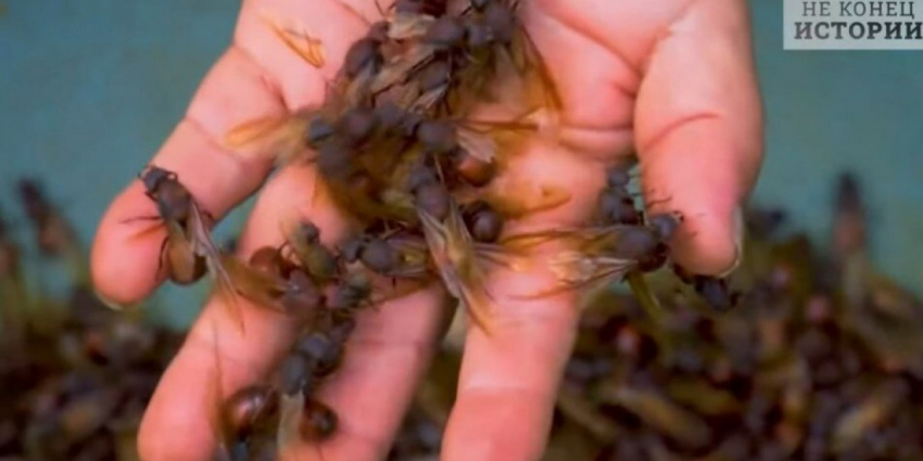 Английские пабы и насекомые