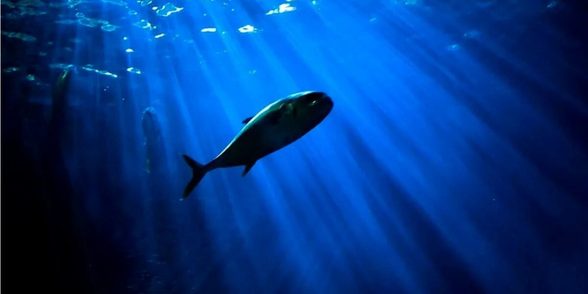 10 лучших и худших черт характера знака зодиака Рыбы — с кем создадут идеальную пару