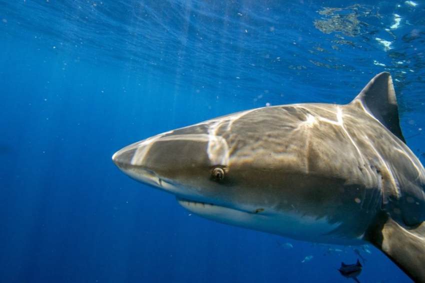 Туроператоры отказываются возвращать россиянам деньги за путевки в Хургаду после нападения акулы