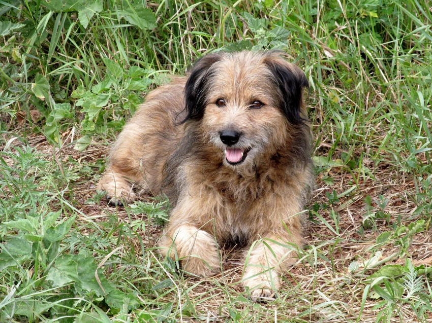 В Колумбии пес помог найти детей, которые провели 40 дней в джунглях