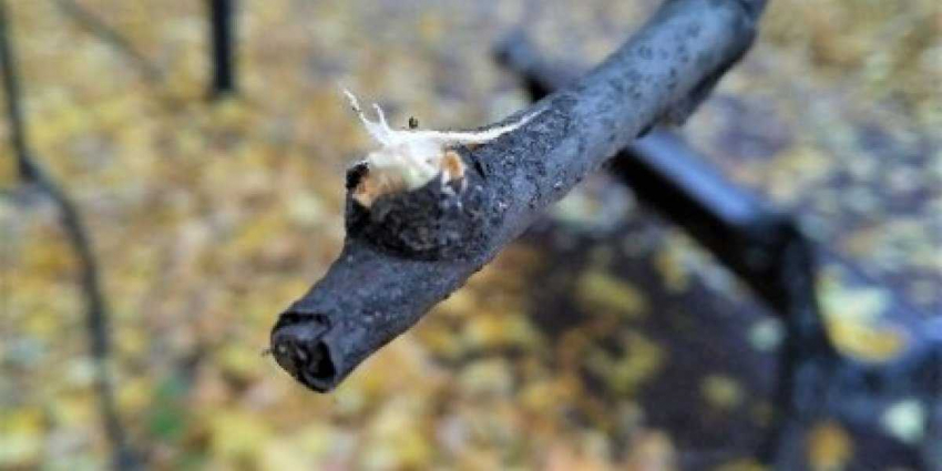 Польше не нравятся рыночные цены на газ, которых она так долго добивалась. Поэтому Польша попросила Газпром снизить цену на газ