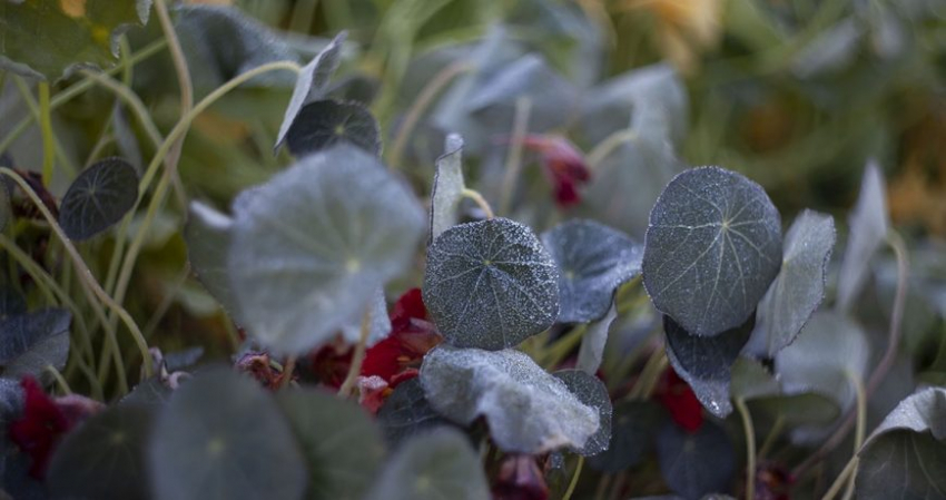 Июньские заморозки в 2023 году: чем грозит похолодание в регионах