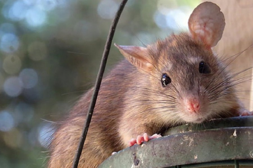 «Sabah»?: спасти Париж от грызунов могли бы турецкие уличные собаки и кошки