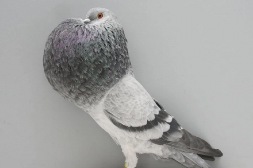 Шеляков: обнаруженный в Великобритании голубь-мутант принадлежит к породе дутыш