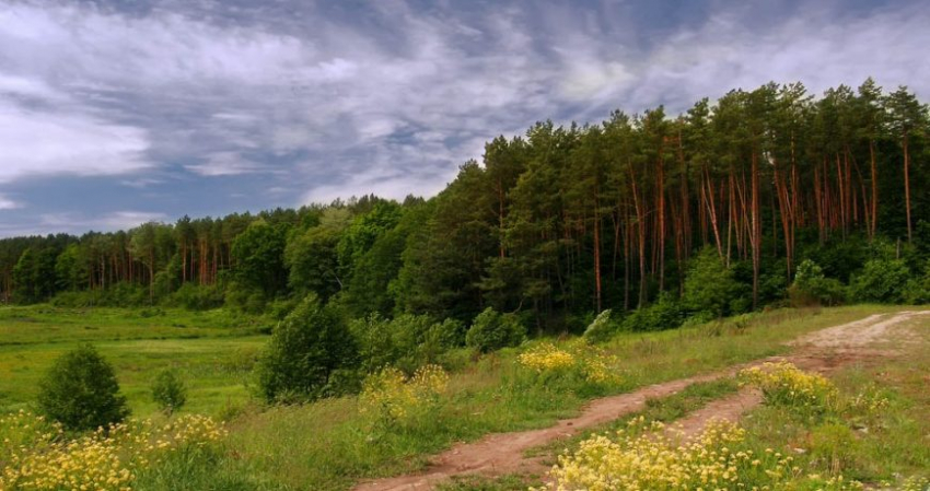 Почему закрыли леса Чувашии: с какого числа действует запрет на посещение