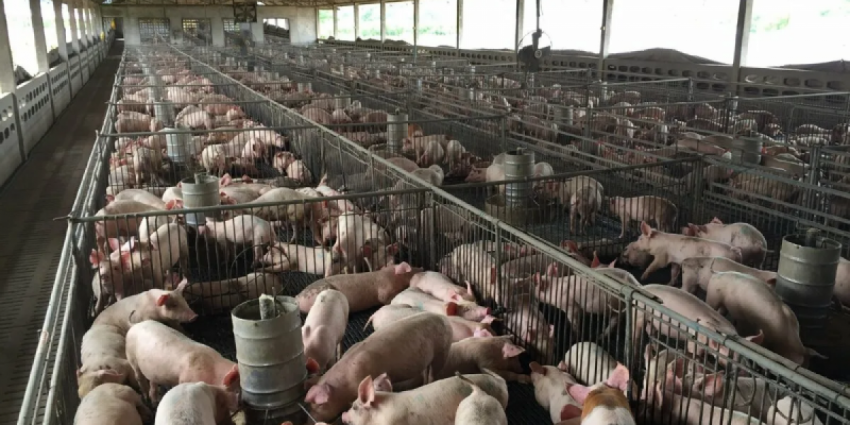 Глобальный дефицит продовольствия всё ближе: вслед за зерном взлетают цены на мясо