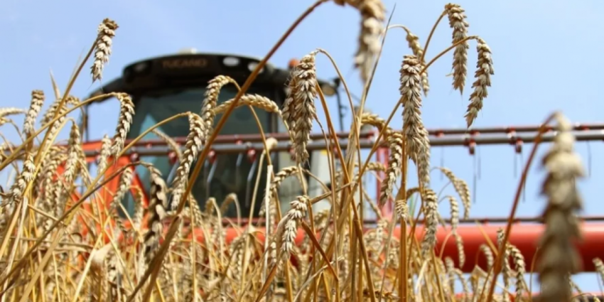 «Дурдом» в Молдавии: ожидается резкое сокращение урожая, но места для его хранения нет из-за излишков урожая