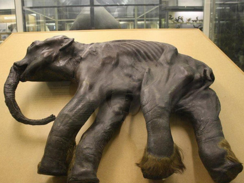 Дальний Восток 30 июня. Найден “мамонтенок Дима” в Магаданской области