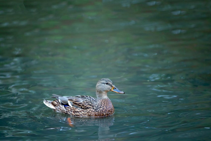 Врач Гильденскиольд предупредил об угрозе подхватить церкариоз в водоемах с утками