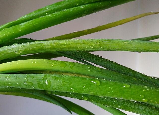 Нутрициолог Дьяченко рассказала о пользе зеленого лука для мозга