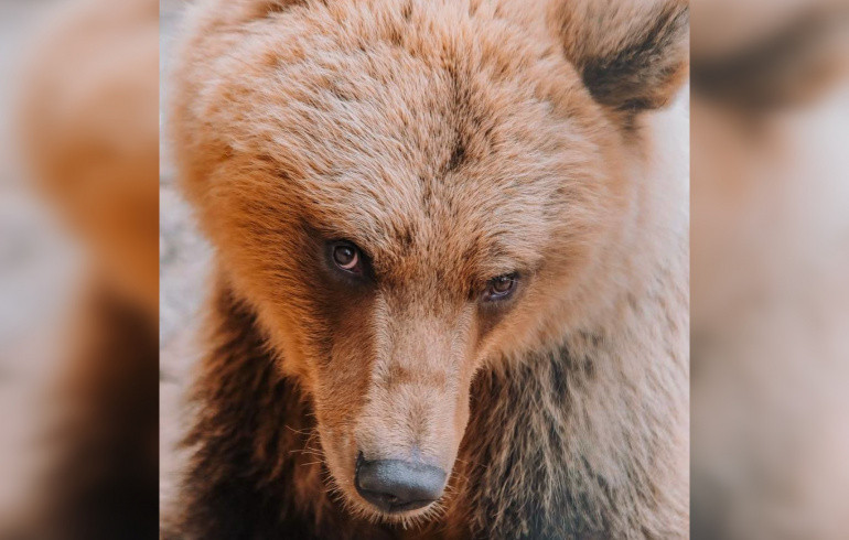 В челябинском зоопарке не стало медведицы Забавы