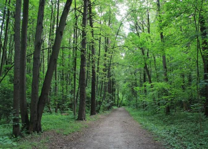 Насильника, напавшего в московском лесопарке на девушку, отпугнул прохожий