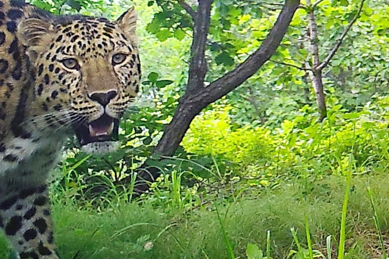 Имя первому самцу леопарда в Уссурийском заповеднике будет выбирать вся Россия