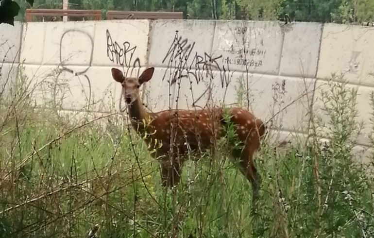Челябинцы увидели в «Парковом» заблудившегося пятнистого оленя