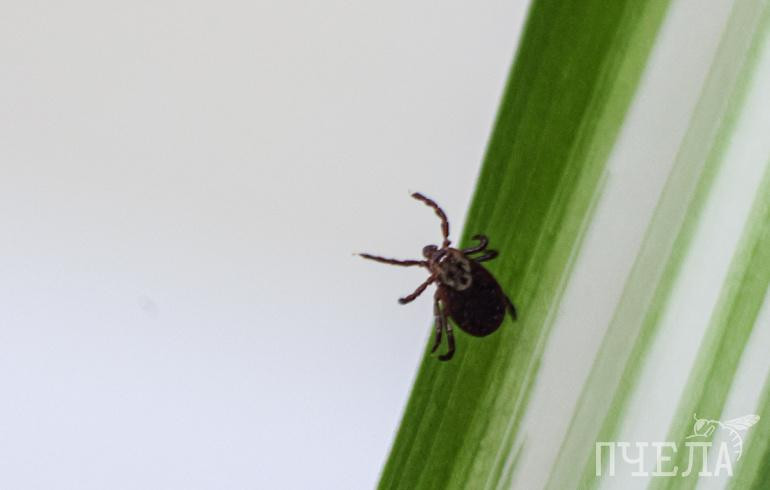 На Южном Урале 140 человек попали в больницу с подозрением на клещевой энцефалит