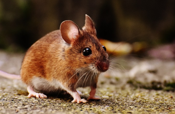 Москвичка пожаловалась на мышь, доставленную ей в заказе с Ozon