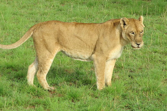 В Индии фермер отбил корову от напавшей на нее львицы