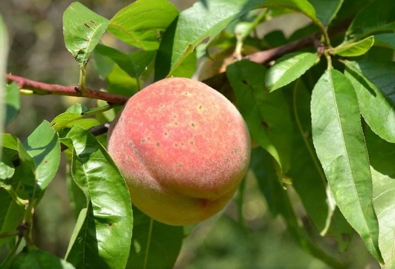 Диетолог Гинзбург предупредил о вреде персиков и абрикосов при ожирении и диабете