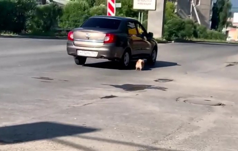 В Челябинской области живодёры заставили собаку бежать на поводке за машиной