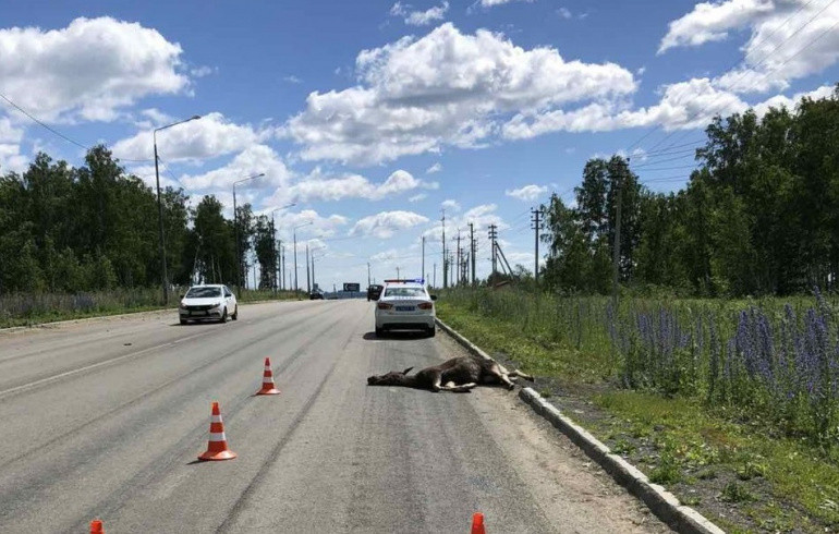 Животные на дороге: как не сбить и что делать, если это случилось, объясняет автоблогер