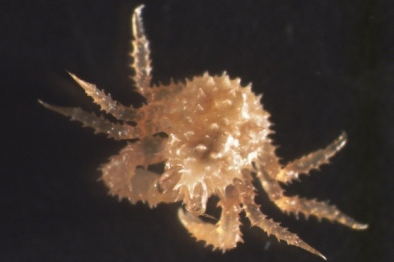 Подводные ясли: в Приморье восстанавливают популяцию камчатского краба