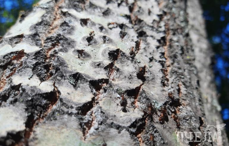 Как избавиться от муравьёв в огороде без пестицидов