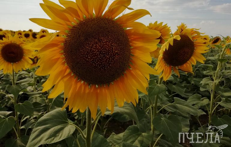 Челябинский Сбербанк профинансирует строительство завода по переработке семян в Республике Адыгея