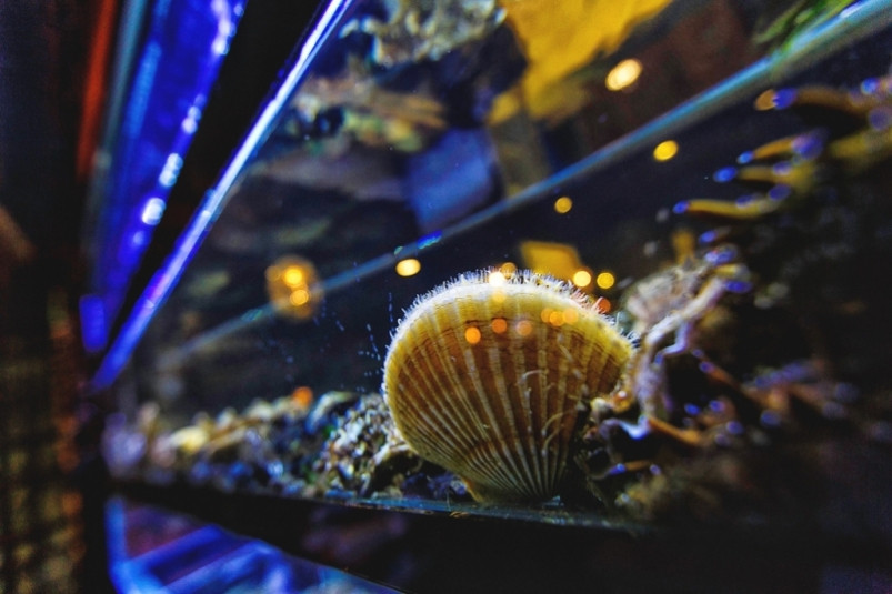 В акватории Владивостока обнаружили опасные для работы мозга микроводоросли