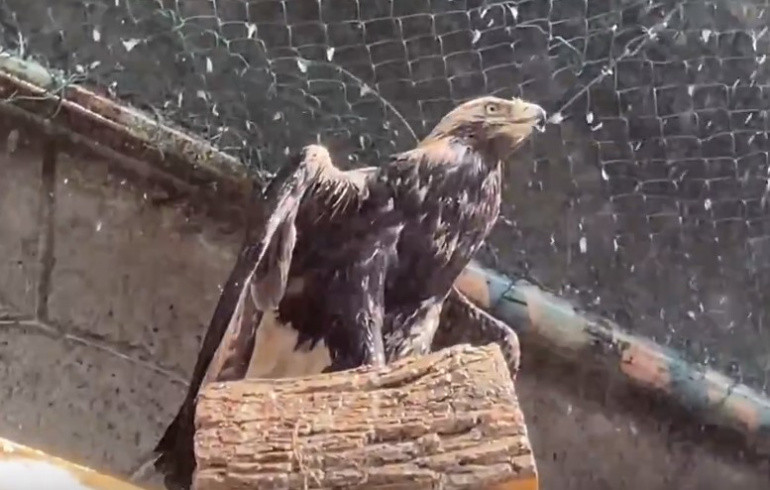 Танцы и махательная гимнастика: в Челябинске сняли на видео, как хищные птицы в жару принимают душ