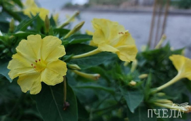 Челябинскую область накрыли дожди и ночное похолодание до +9 градусов