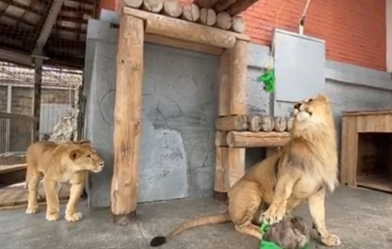 Лев Север-Алай из челябинского зоопарка начал обижать невесту