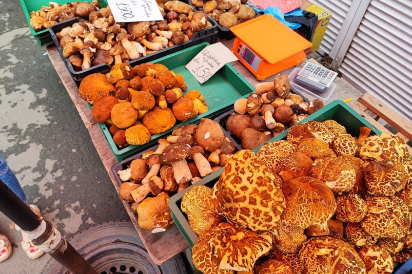 В поисках сокровищ — “тихая охота” на грибы в Приморье в самом разгаре