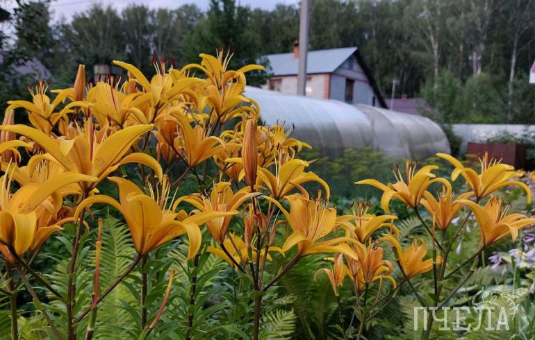 В Челябинской области после грозовых дождей потеплеет до +27 градусов